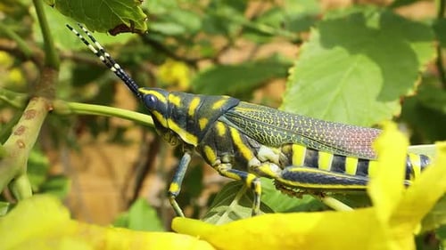 Aularches miliaris ist eine monotypische Heuschreckenart der Gattung Aularches. Insekt wurde genannt