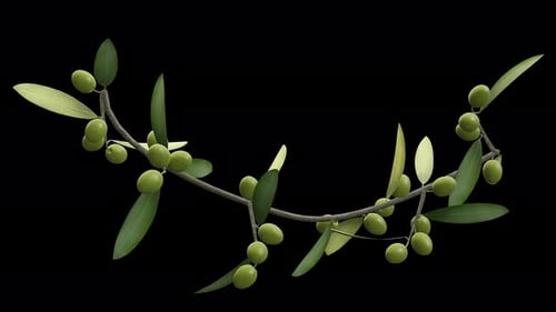 Growing Olives - Time Lapse - I - Close Up - Alpha Channel