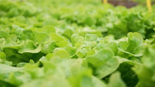 Smart Hydroponic Farm Grows Crisp Lettuce Without Soil Pesticides Greenhouse