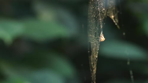 Medium close-up of spider on a web waving in the wind