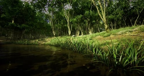 Lush Green Forest with Tranquil Water Reflecting Natural Beauty