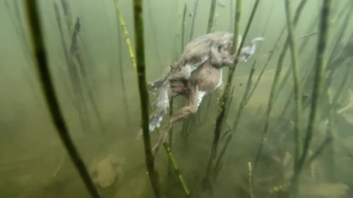Two toads swim through green, murky pond, mounted, mating, laying eggs