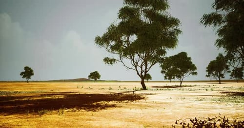 Arid Landscape Time Lapse with Moving Tree Shadows