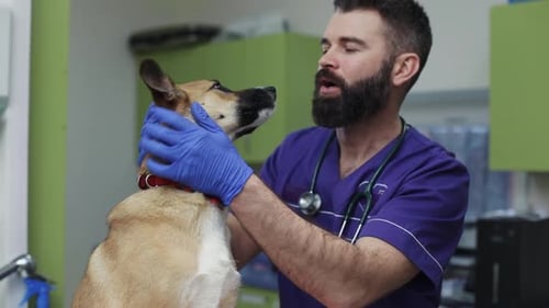 Vet Examining Dog in Doctor s Office of Popular Veterinary Clinic Doctor in Blue Clothing with