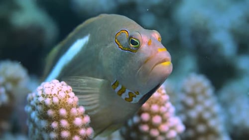 Beautiful reef fish close-up resting on a coral and breathing.