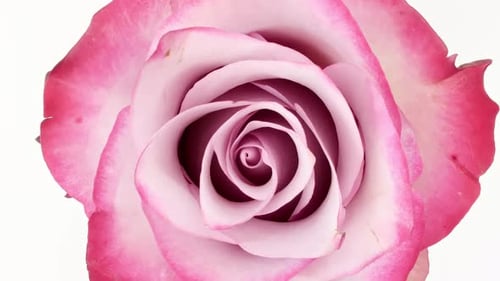 Beautiful Close Up of a Pink Rose