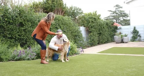 Paar neckt Retriever, indem es Tennisball auf Rasen im Hinterhof hebt, Hund jagt Ball zum Apportieren