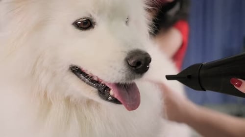 Veterinarian Blowdry a Samoyed Dog Hair in a Veterinary Clinic Closeup