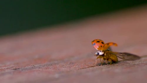 Footage shows a ladybird or a ladybug beetle in close up mode preparing to fly with its wings spread