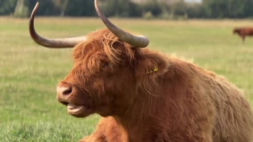 Calm shot of a Highland cow resting on a grassy field under blue sky, symbolizing rural tranquility