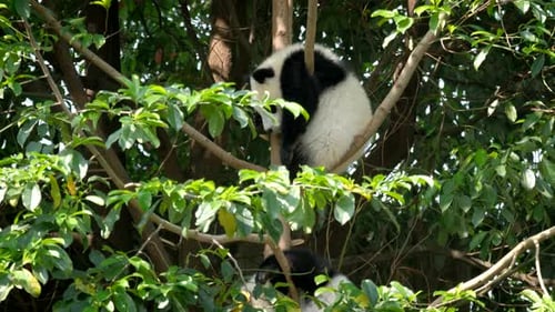 Cute Baby Pandas Resting High in a Tree