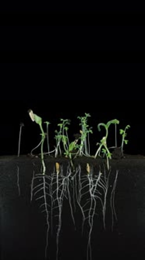 Germinating and growing melon seads in rhizobox with ALPHA channel, vertical orientation