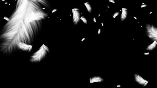 Realistic White Feathers Falling Overlay Animation