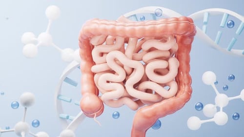 Intestinal tract with digestive health concept