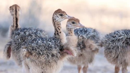 Straußenküken stehen dicht beieinander, drehen den Kopf und breiten ihre Flügel aus.