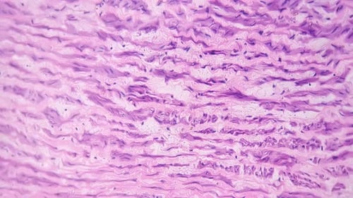 Microscopic View of Light Pink Tissue Sample