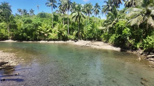 Tropical River And Palm Trees