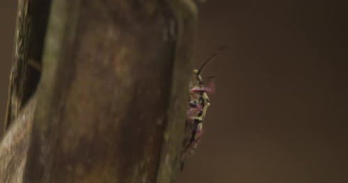 Harlequin Bug Crawling on a Decaying Branch