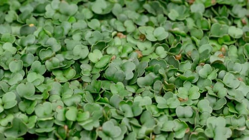 Lush Green Sprouts Growing in a Dense Mass