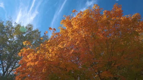 Lush Forest with Colorful Canopies in Autumn Woods on Sunny Day Landscape of Autumnal Wild Nature