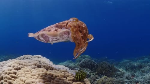 Cuttlefish during the night. Closeup view