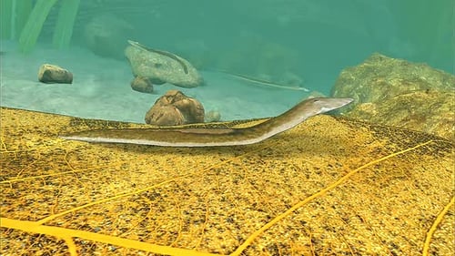 Dugesia Gonocephala