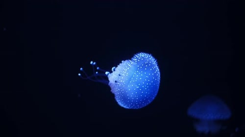 Illuminated Jellyfish Swimming in Dark Aquarium