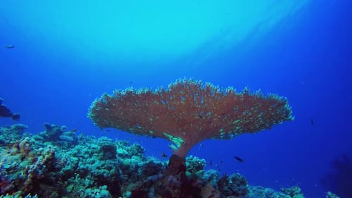 Underwater Blue Sea Tree Corals