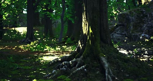 Moss Covered Tree Roots in a Serene Forest During Bright Daylight