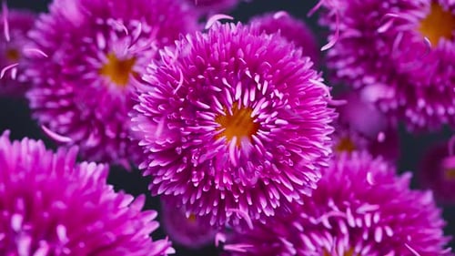 Beautiful Pink Flowers with Falling Petals in Gentle Loop