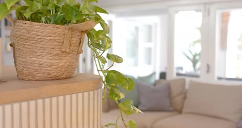 Stylish Living Room with Couch and House Plants