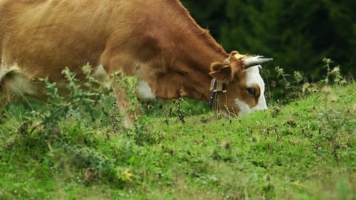 Cow grazes on pasture with green grass, .brown cow grazing in the meadow.4K,slow motion.1