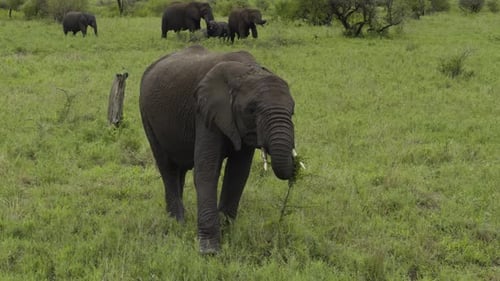 Elefanten weiden friedlich in der Serengeti, umgeben von anderen Elefanten in freier Wildbahn