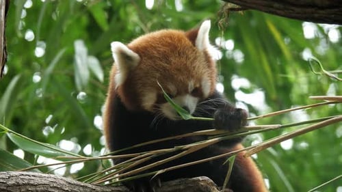 Roter Panda isst friedlich Bambusblätter