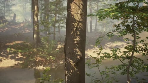 Misty Forest Landscape with a Quiet Stream Flowing Past Tall Trees