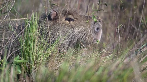 Capybara Eating And Chewing Grass In The Plains. - closeup shot