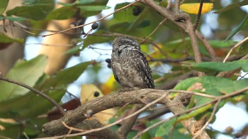 Solitary Owl Perched on Tree Branch in Natural Habitat