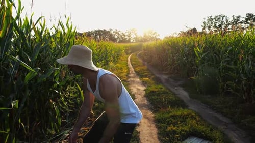 Male Agronomist Picking Cob of Sweet Corn From Green Stalk at Field Young Farmer in Straw Hat