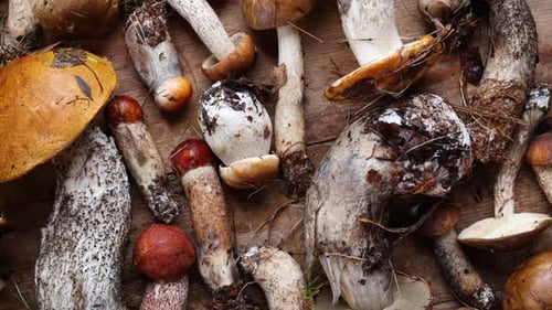 Fresh Wild Mushrooms Foraged in the Forest