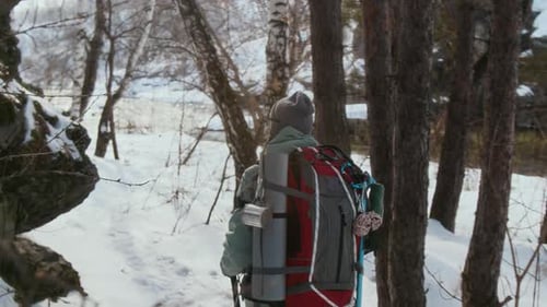 Back View Woman Walking with Hiking Poles in Winter Forest