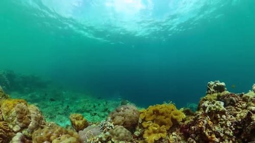 Underwater View of Coral Reef with Tropical Fish