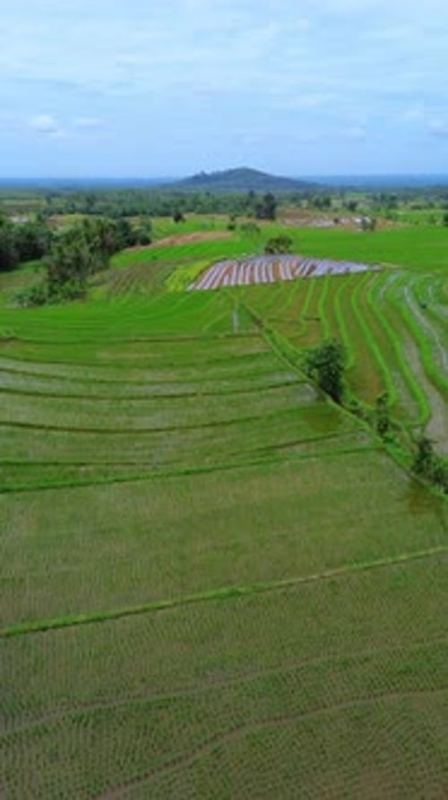 indonesia beauty landscape paddy fields in north bengkulu natural beautiful morning view from asia