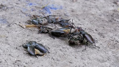 Stag Beetles on Sand
