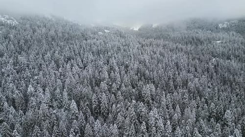A Drone Flies Over a Snowcovered Dense Coniferous Forest the Top of a Mountain Shrouded in Cloud is