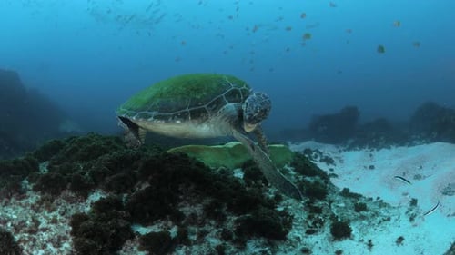 A endangered Green Sea Turtle bites its own flipper as a scuba diver watches from a distance. Animal
