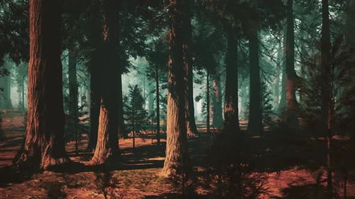 Majestic Sequoia Forest Towering Trees in a Lush Woodland Dark Forest