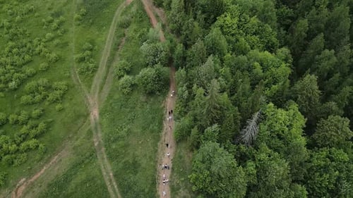 Uma vista aérea capturando a beleza de uma floresta verde exuberante e seu caminho sereno clipe