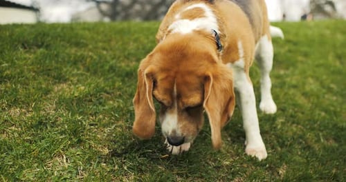 Happy Beagle Dog Eats a Treat Beagle Dog on a Walk in the Spring Park