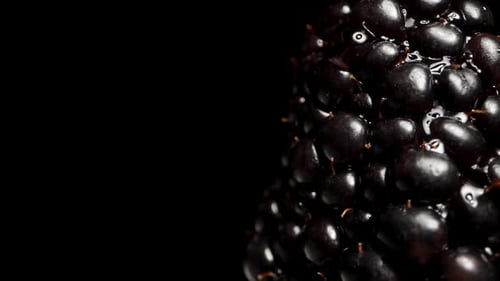 Macro Close Up of a Wet Black Berry