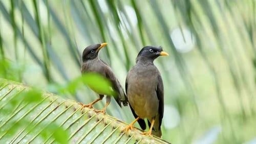 A Jungle Myna sits on a coconut palm branch along with a fledged chick who is begging for food in Ko